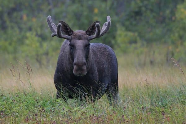 Join a Moose Safari in Northern Norway?
