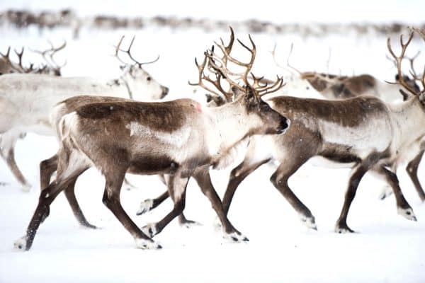 reindeer winter northern norway