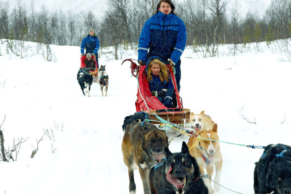 Dog Sledding Day Trip from Bodø, Northern Norway