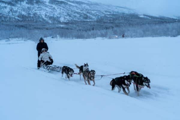 Dog Sledding in Saltdalen