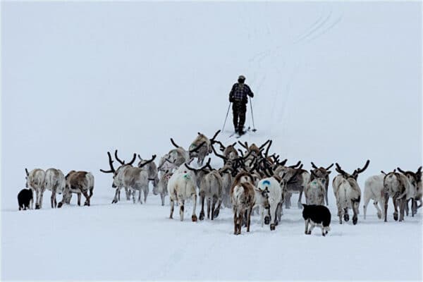 Reindeer Herder with reindeers near a reindeer camp in Bodo, Norway.