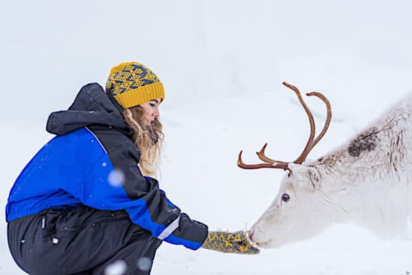 Reindeer Feeding Bodø, Northern Norway.