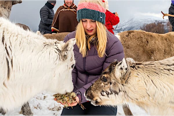 Reindeer Farm Visit near Bodø with Reindeer Feeding