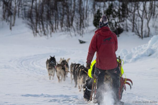 Dog sledding in Sulitjelma, Northern Norway